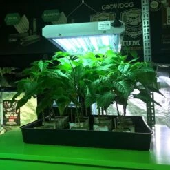 LightWave T5 Grow Lights -Garden Supply Store lightwavet5 blue 800x800