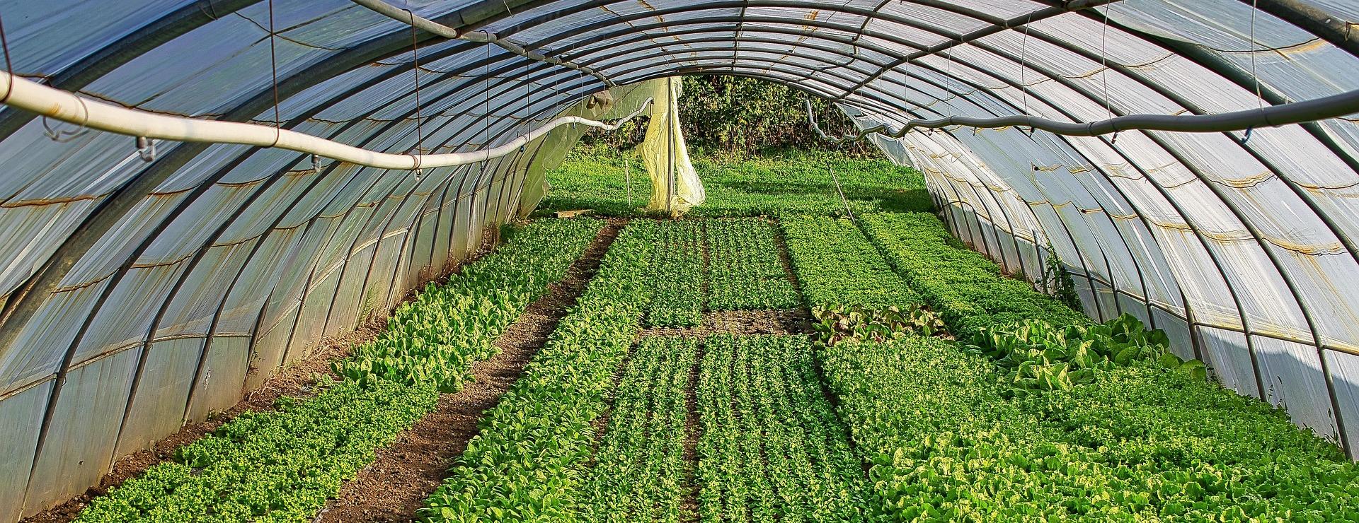 Garden Supply Store -Garden Supply Store greenhouses 6702462 1920